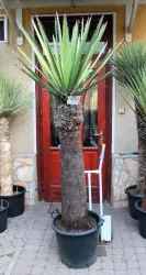 Yucca faxoniana, 120cm törzs